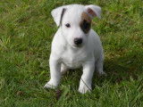 Chiots Jack Russel LOF (petit format)à vendre