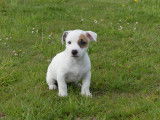 Chiots Jack Russel LOF (petit format)à vendre