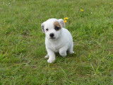 Chiots Jack Russel LOF (petit format)à vendre