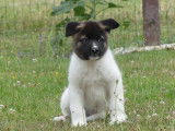 Chiots Akita Américain LOF à vendre
