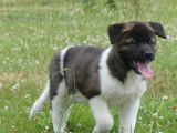 Chiots Akita Américain LOF à vendre