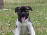 Chiots Akita Américain LOF à vendre