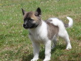 Chiots Akita Américain LOF à vendre