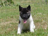 Chiots Akita Américain LOF à vendre