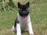 Chiots Akita Américain LOF à vendre