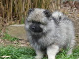 Chiots Spitz Allemand LOF à vendre