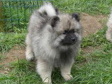 Chiots Spitz Allemand LOF à vendre