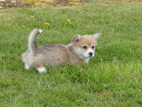 Chiots femelles Welsh Corgi Pembroke à vendre