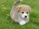 Chiots femelles Welsh Corgi Pembroke à vendre