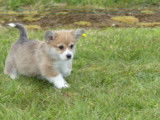 Chiots femelles Welsh Corgi Pembroke à vendre