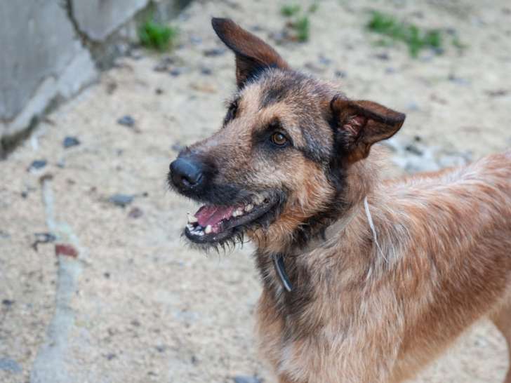Chien à adopter