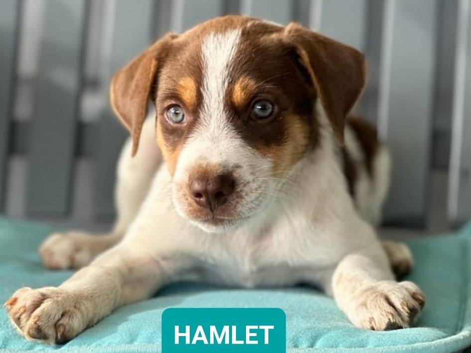 Chiot mâle à adopter : Petite Annonce chien