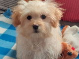 1 chiot mâle Bichon Havanais LOF à vendre