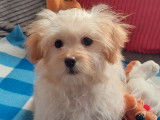 1 chiot mâle Bichon Havanais LOF à vendre