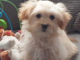 1 chiot mâle Bichon Havanais LOF à vendre