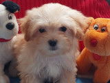 1 chiot mâle Bichon Havanais LOF à vendre