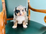 3 chiots Bergers Australiens non LOF à réserver