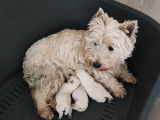 Superbes chiots Westie LOF &agrave; vendre