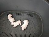 Superbes chiots Westie LOF &agrave; vendre