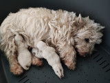 Superbes chiots Westie LOF &agrave; vendre