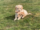 8 chiots Golden Retrievers LOF &agrave; la vente