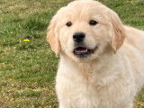 8 chiots Golden Retrievers LOF &agrave; la vente