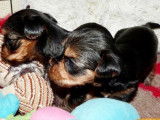 À réserver : 4 chiots mâles Yorkshire Terriers LOF bicolores