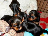 À réserver : 4 chiots mâles Yorkshire Terriers LOF bicolores