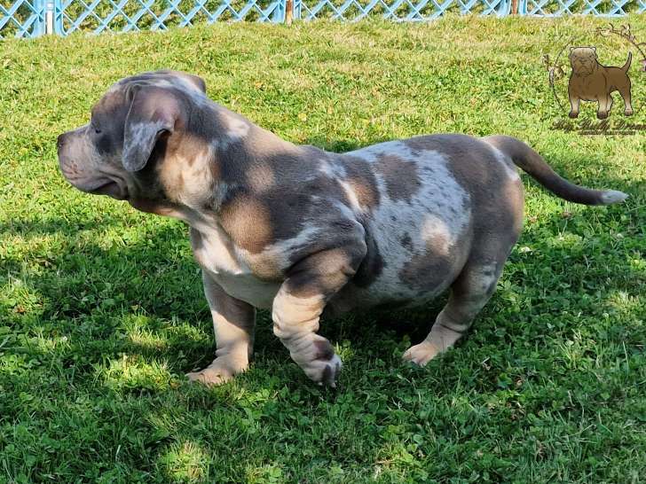 American bully hotsell pocket merle