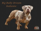 Superbes chiots American Bully Pocket disponibles à la réservation