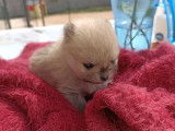 À réserver : chiot mâle Spitz Nain LOF de couleur sable orangé