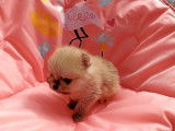 À réserver : chiot mâle Spitz Nain LOF de couleur sable orangé