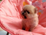 À réserver : chiot mâle Spitz Nain LOF de couleur sable orangé