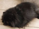 À réserver : chiot mâle Spitz Nain LOF de couleur sable orangé