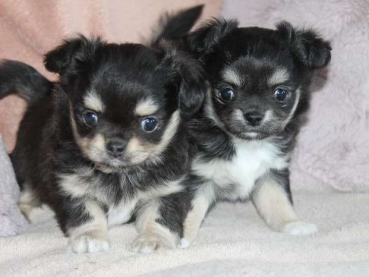 2 chiots femelles Chihuahuas LOF à réserver