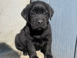 À réserver : des chiots Labradors noirs LOF