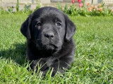 À réserver : des chiots Labradors noirs LOF