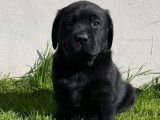 À réserver : des chiots Labradors noirs LOF