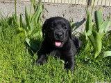 À réserver : des chiots Labradors noirs LOF