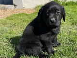 À réserver : des chiots Labradors noirs LOF