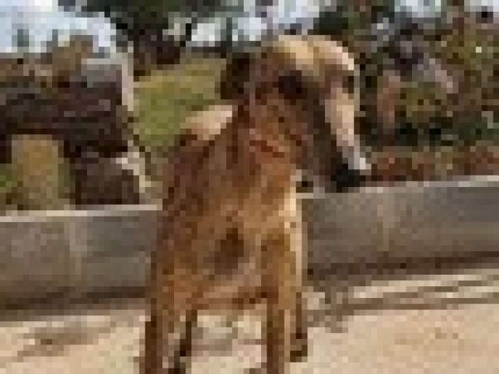 Chienne Galgo de 4 ans à adopter