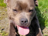 Chiot Staffie de 10 mois &agrave; adopter