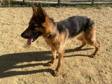 Chienne Berger Allemand d'un an à donner