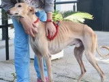 Chien Galgo de 2 ans à adopter