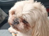 Chienne Shih Tzu de 12 ans à adopter
