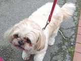 Chienne Shih Tzu de 12 ans à adopter