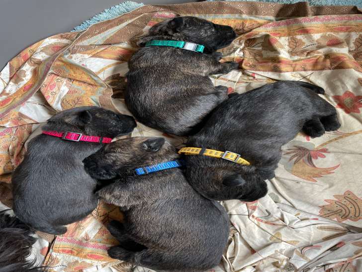 Chiots Scottish Terrier noirs et bringés à vendre