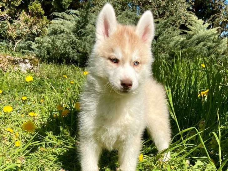 4 chiots Huskies de Sibérie couleur sable LOF à vendre