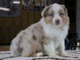 5 chiots Bergers Australiens LOF disponibles