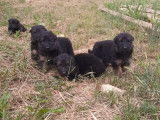 &Agrave; r&eacute;server 6 chiots Bergers Allemands &agrave; poil court (LOF)